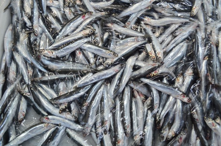 Hamsinin kasası bir günde 150 lira fark atabiliyor