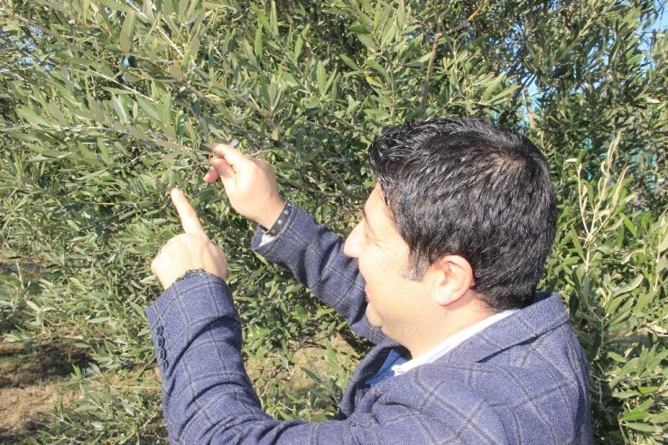 Zeytinlikler kuraklık stresi tehdidi altında