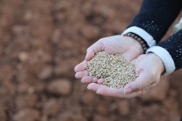 Bodrum’da alım garantili üretim için ilk adım atıldı