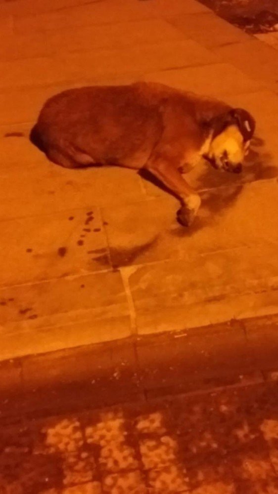 Zehirlenerek öldürülen köpeklerin katili aranıyor