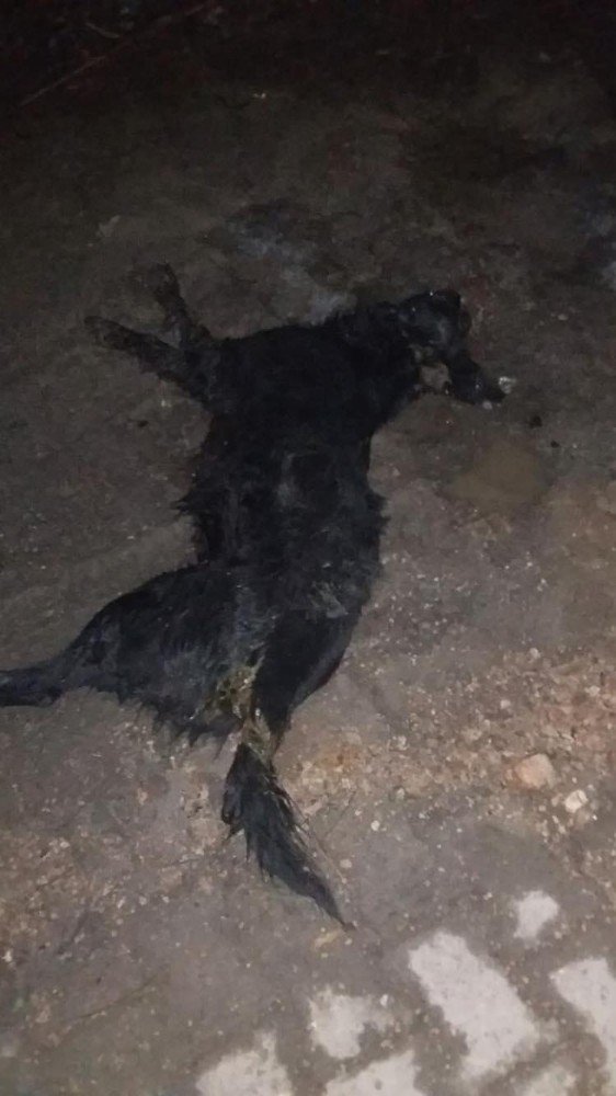 Zehirlenerek öldürülen köpeklerin katili aranıyor