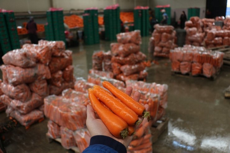 Havucun merkezi Konya’da yaz kış mesai devam ediyor