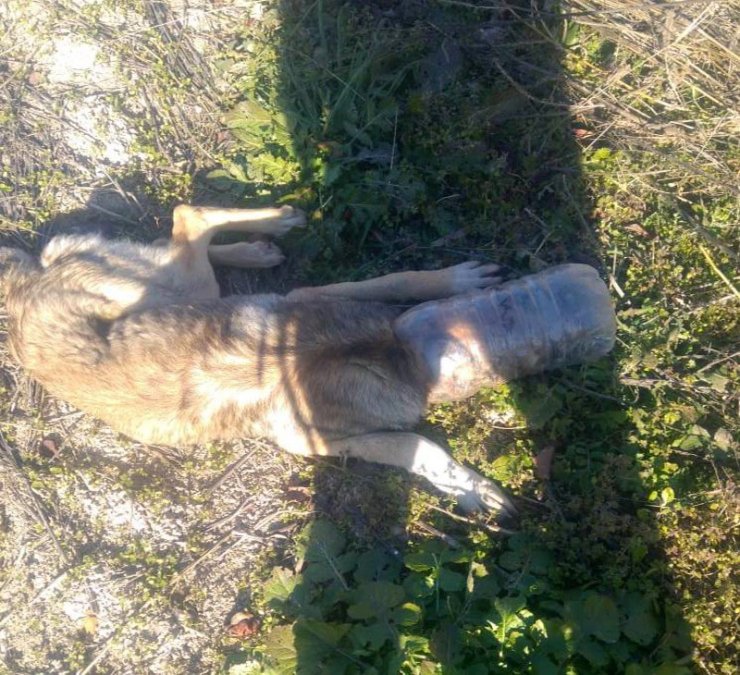 Başına pet şişe geçen köpek kurtarıldı