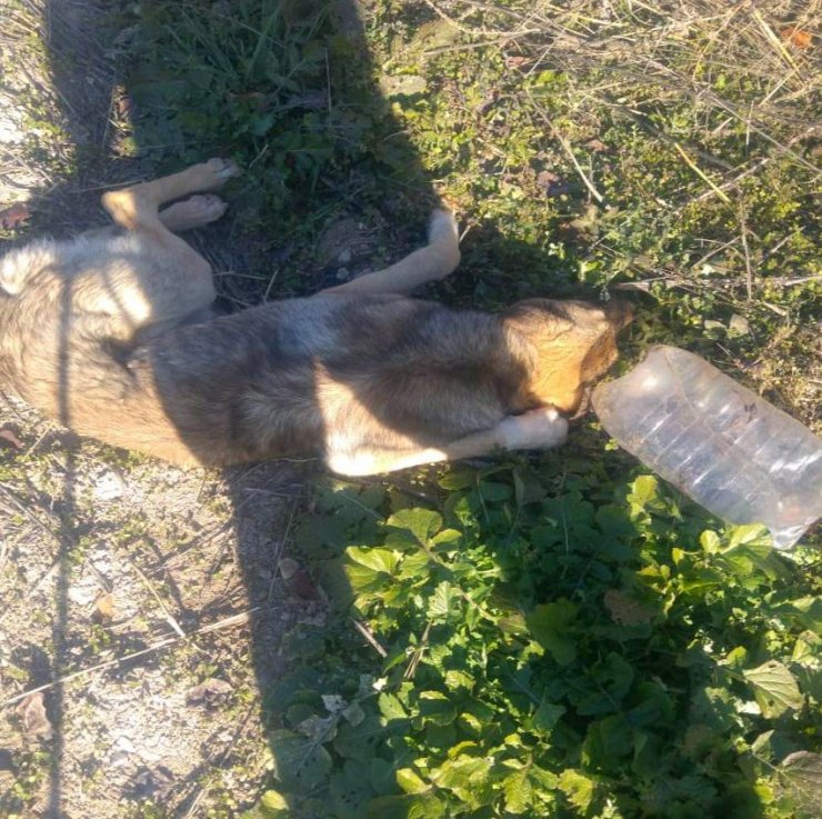 Başına pet şişe geçen köpek kurtarıldı