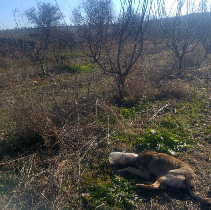 Başına pet şişe geçen köpek kurtarıldı