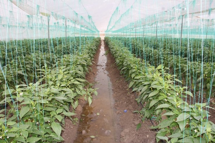 Mersin’de selin bilançosu ağır oldu