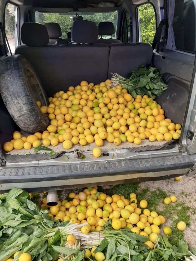 Jandarma limon hırsızlarını kıskıvrak yakaladı