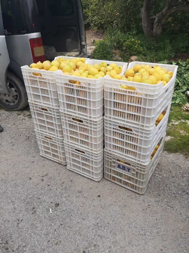 Jandarma limon hırsızlarını kıskıvrak yakaladı