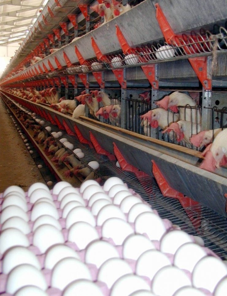 Çorum’dan 200 bin dolarlık yumurta ihracatı