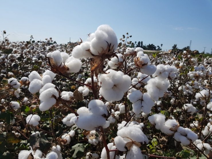 Çukurova Pamuğu tescillendi sırada 32 ürün var