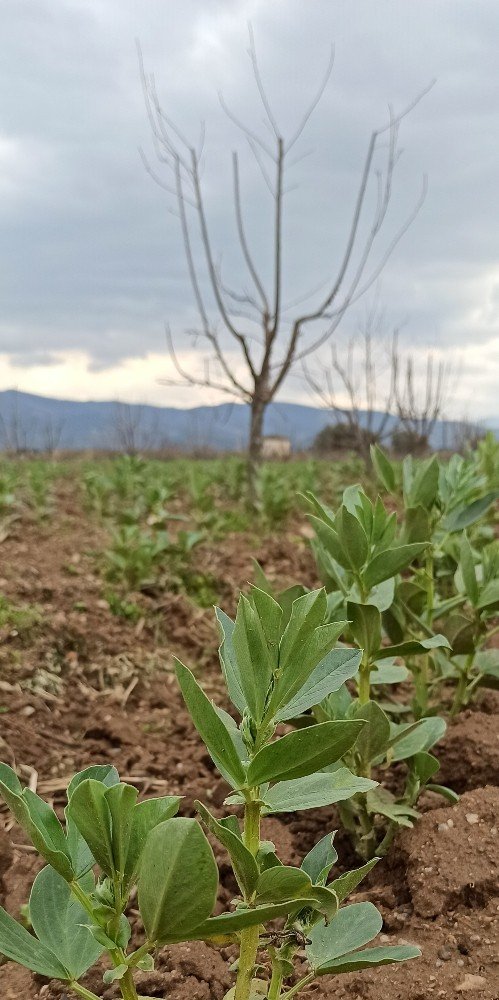Ödemiş’te bakla mevsimi yaklaşıyor