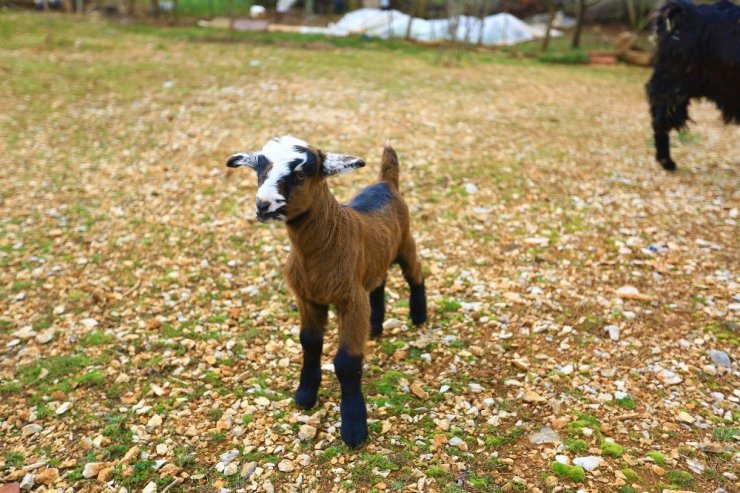 Kadınlara kıl keçisi desteklemesi meyvesini veriyor