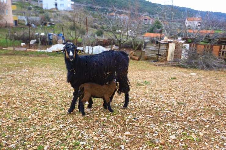 Kadınlara kıl keçisi desteklemesi meyvesini veriyor