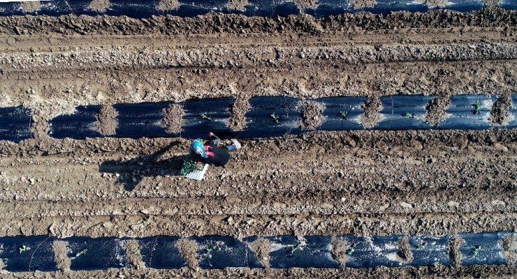 Yılın ilk karpuz fideleri ekildi