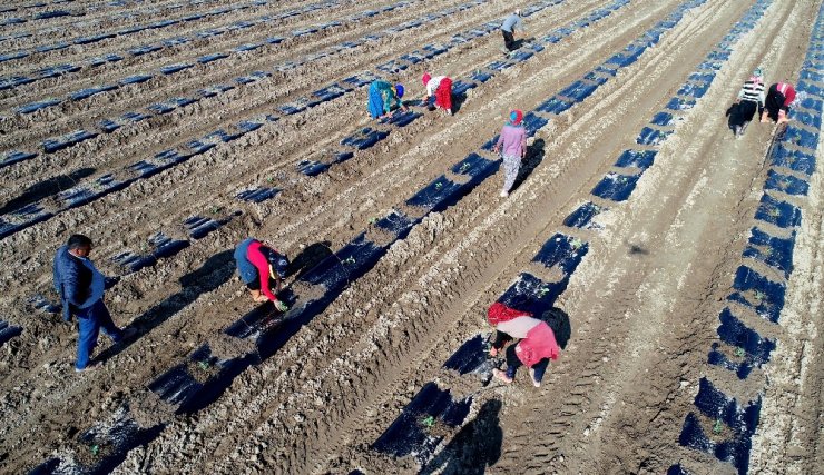 Yılın ilk karpuz fideleri ekildi