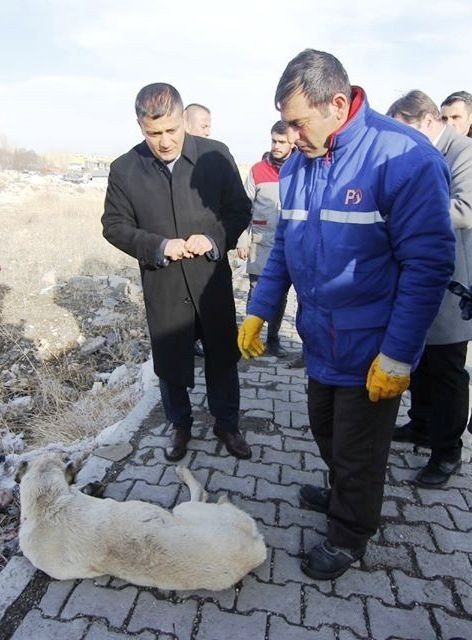 Kaymakamdan yaralı köpeğe şefkat eli