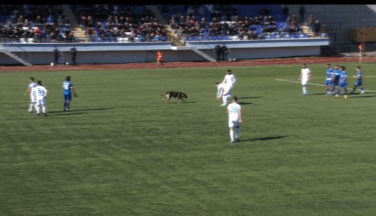 Sahaya köpek girince maç 10 dakika durdu