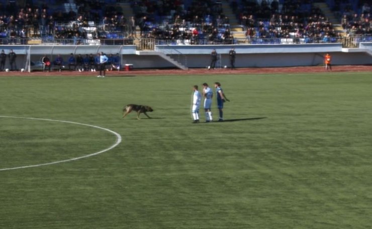 Sahaya köpek girince maç 10 dakika durdu