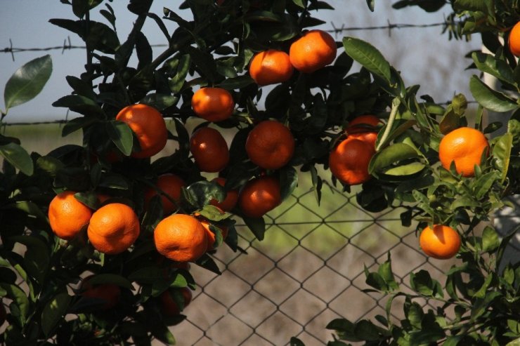 Almanya ve Hollanda’nın mandalinası Adana’dan