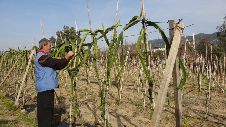 Ejder meyvesi üreticinin gözdesi