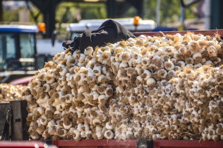 Sarımsak tarlasında çalışanların yevmiyesi 90 lira olarak belirlendi