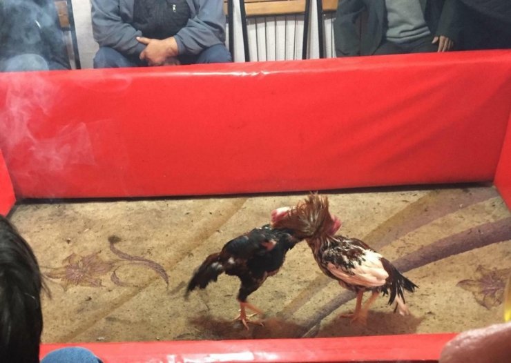 Keşan’da kıraathaneye horoz dövüşü operasyonu
