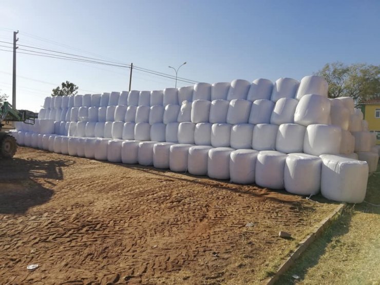 Tarımın yükselen yıldızı Aslanapa’da silajlık mısır tüm Türkiye’ye satılıyor