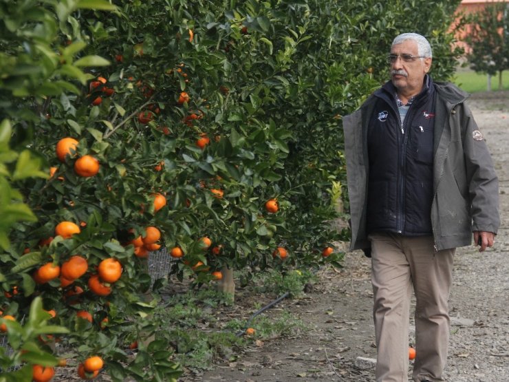 Almanya ve Hollanda’nın mandalinası Adana’dan