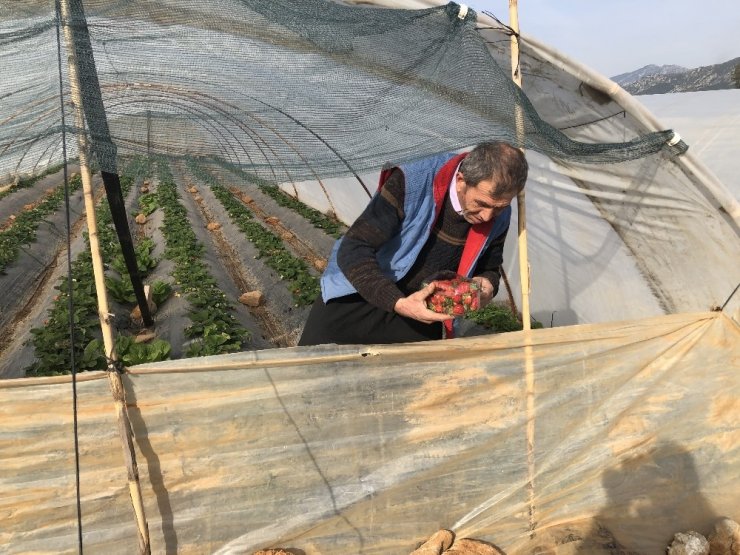 Kozan çileğini marka yapmak istiyor