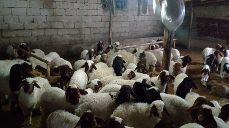 İslahiye’de veba vakası