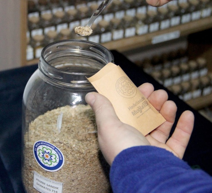 Türkiye’nin yerli tohumu Muğla’dan