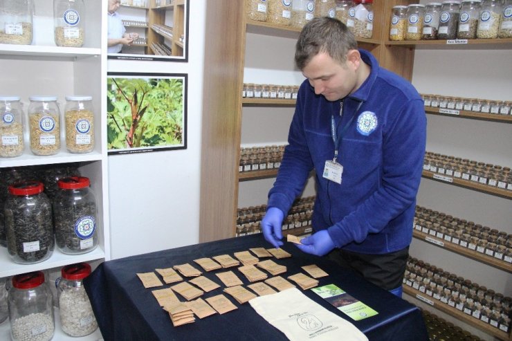 Türkiye’nin yerli tohumu Muğla’dan