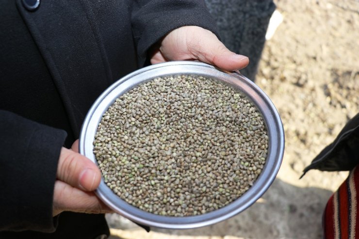 Kenevir üretimi izni için son gün 1 Nisan