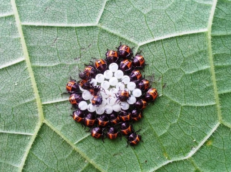 Fındıkta "kahverengi kokarca" zararı