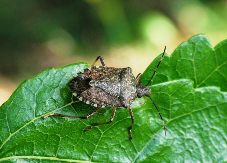 Fındıkta "kahverengi kokarca" zararı