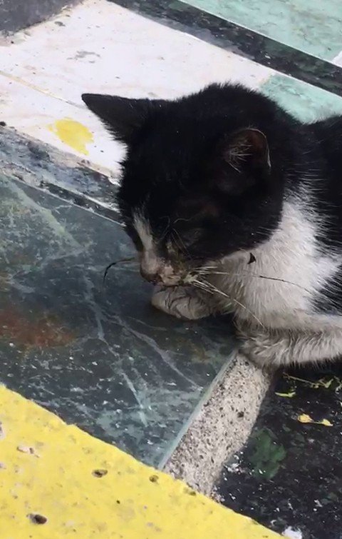 Ağzı ve gözüne yapıştırıcı sürülen kedi, kaldırıma yapıştırılmış halde bulundu