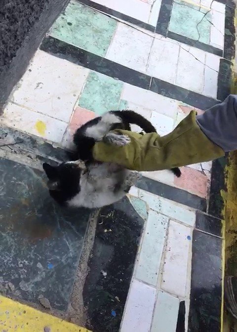 Ağzı ve gözüne yapıştırıcı sürülen kedi, kaldırıma yapıştırılmış halde bulundu