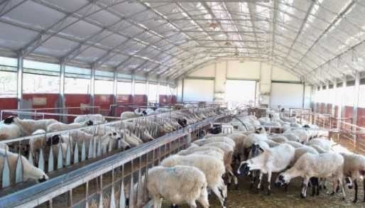 Faizsiz kredi desteğiyle hayvancılığa başlama fırsatı