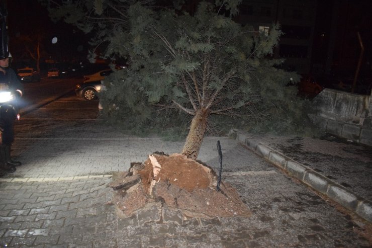 Malatya’da şiddetli fırtına ağacı kökünden söktü