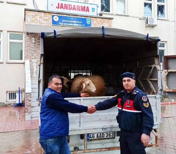 Küçükbaş hırsızları jandarma özel ekiplerine yakalandı
