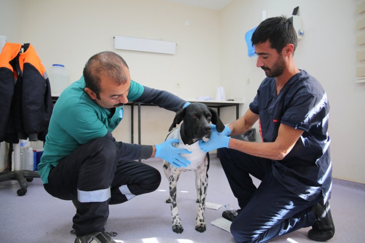 Sivas Belediyesinden "hayvanlara eziyet" iddialarına yalanlama