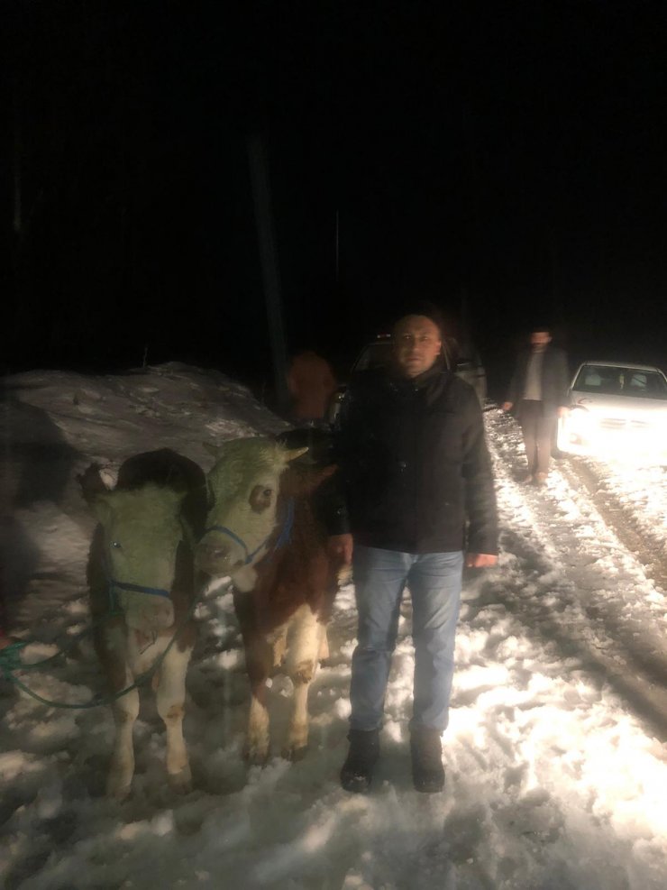 Suşehri’nde çalınan hayvanlar 3 gün sonra bulundu