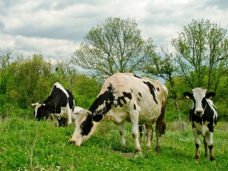 Aydın büyükbaşta 8, küçükbaşta ise 48. il oldu