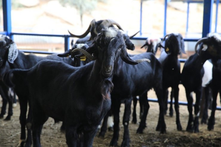 Aydın büyükbaşta 8, küçükbaşta ise 48. il oldu