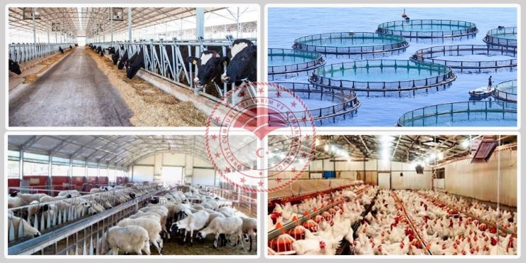 Faizsiz kredi desteğiyle hayvancılığa başlama fırsatı