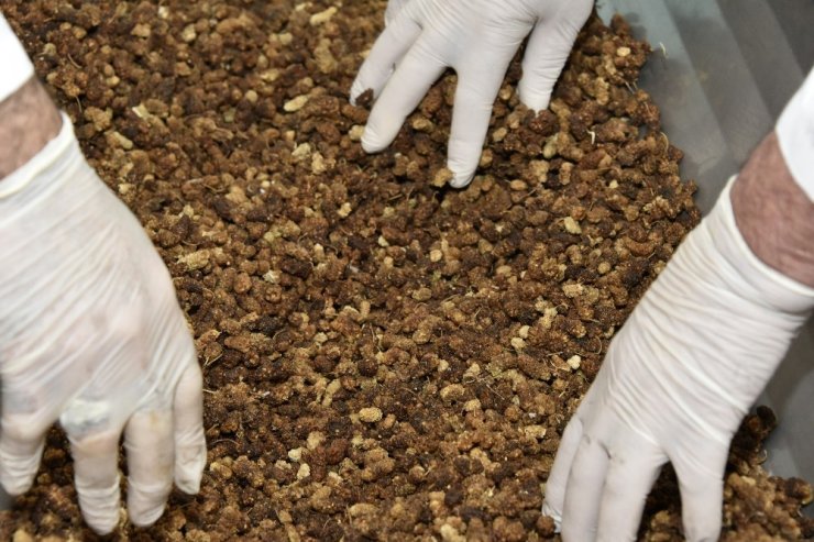 "Tüketici değil üretici olmalıyız" dedi, organik pestil üretti