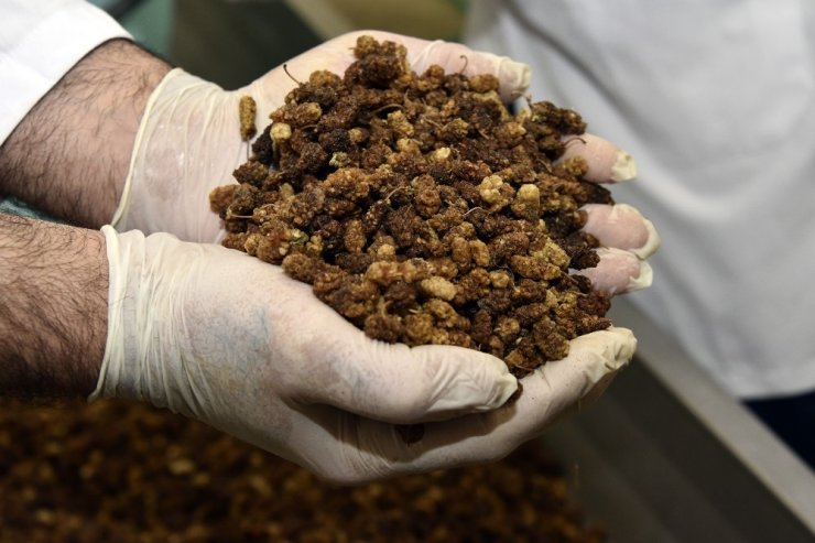 "Tüketici değil üretici olmalıyız" dedi, organik pestil üretti