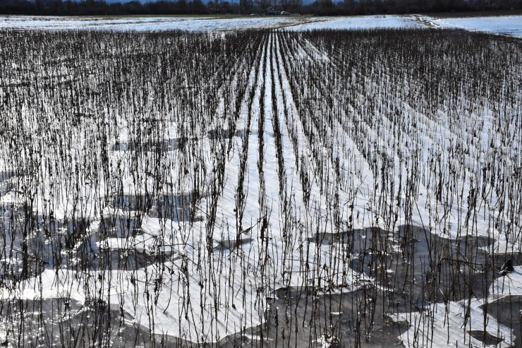 Muğla'da soğuk hava ve don etkili oluyor