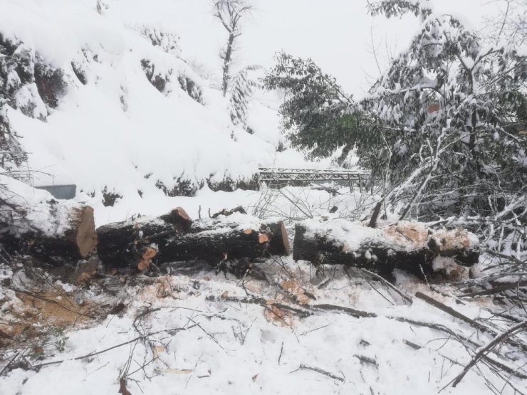 Kara dayanamayan ağaç, yüksek gerilim hattını da kopardı