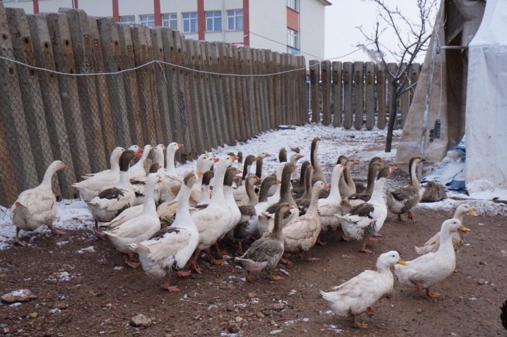 Marketini kapattı, kaz çiftliği kurdu